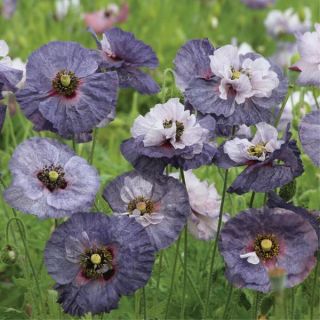 Amazing Grey Poppy Thumbnail